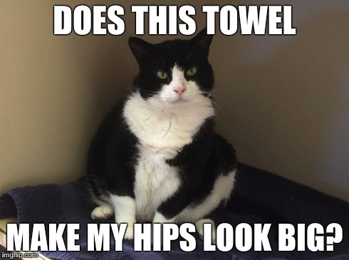 Grizzy | DOES THIS TOWEL MAKE MY HIPS LOOK BIG? | image tagged in heavy cat | made w/ Imgflip meme maker