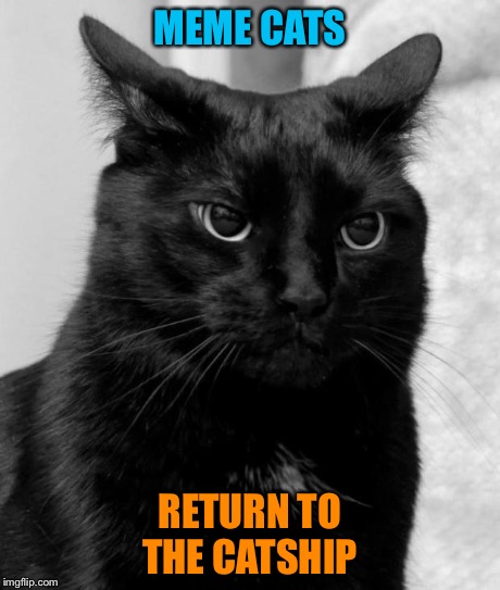 Right meow | MEME CATS RETURN TO THE CATSHIP | image tagged in pissed cat | made w/ Imgflip meme maker