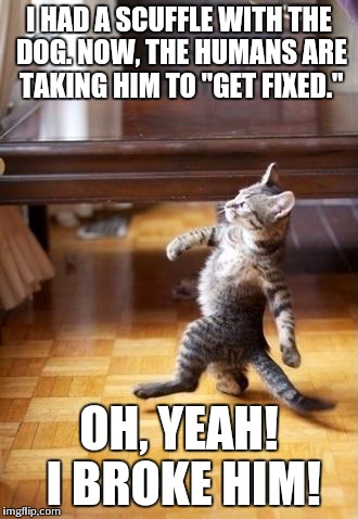 Cool Cat Stroll Meme | I HAD A SCUFFLE WITH THE DOG. NOW, THE HUMANS ARE TAKING HIM TO "GET FIXED." OH, YEAH! I BROKE HIM! | image tagged in memes,cool cat stroll | made w/ Imgflip meme maker