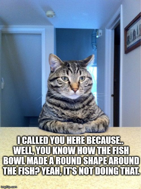 Sorry, But Not Sorry | I CALLED YOU HERE BECAUSE.. WELL, YOU KNOW HOW THE FISH BOWL MADE A ROUND SHAPE AROUND THE FISH? YEAH, IT'S NOT DOING THAT. | image tagged in memes,take a seat cat | made w/ Imgflip meme maker