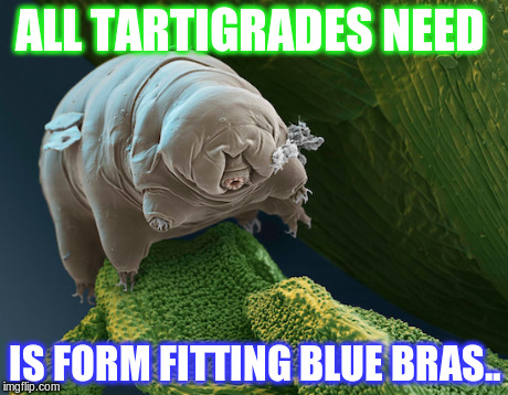 tartigrades bust size | ALL TARTIGRADES NEED IS FORM FITTING BLUE BRAS.. | image tagged in brasil,nude,microsoft | made w/ Imgflip meme maker