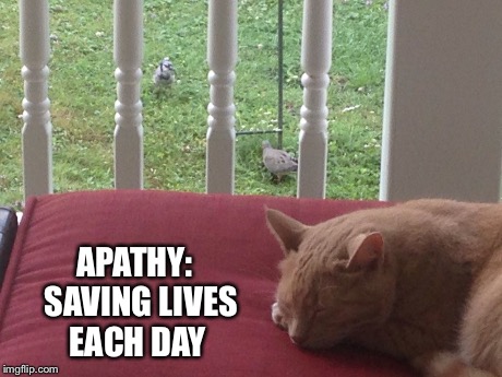 APATHY: SAVING LIVES EACH DAY | image tagged in lazy cat,memes | made w/ Imgflip meme maker