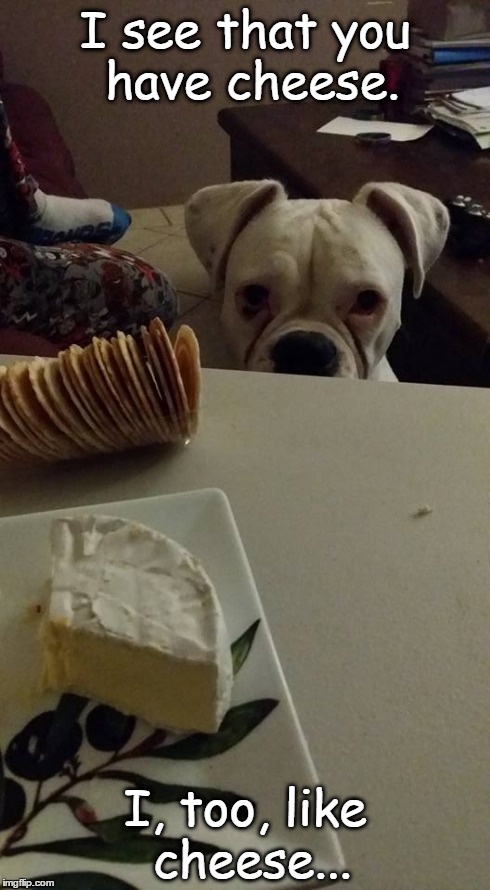 The look | I see that you have cheese. I, too, like cheese... | image tagged in dogs,boxers,funny,memes | made w/ Imgflip meme maker