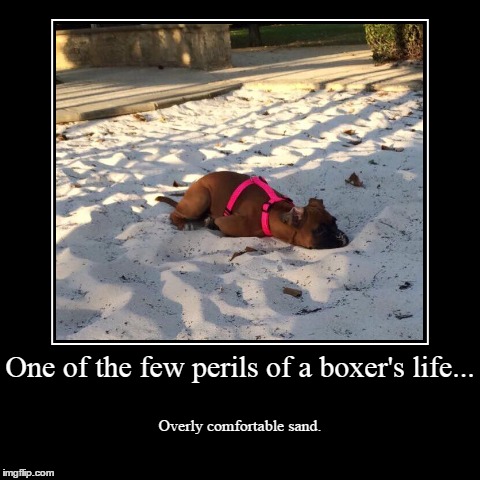 Quicksleepsand | image tagged in funny,demotivationals,boxers,dogs | made w/ Imgflip demotivational maker