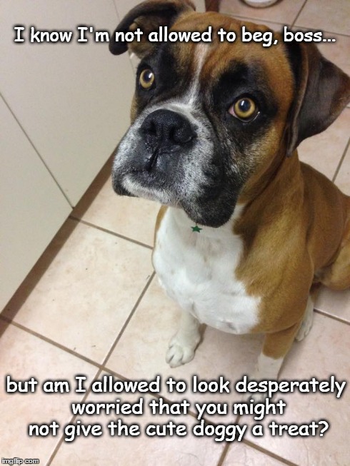 Moi? | I know I'm not allowed to beg, boss... but am I allowed to look desperately worried that you might not give the cute doggy a treat? | image tagged in dog,funny,memes,boxers | made w/ Imgflip meme maker