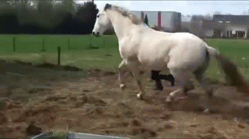 Horse kick