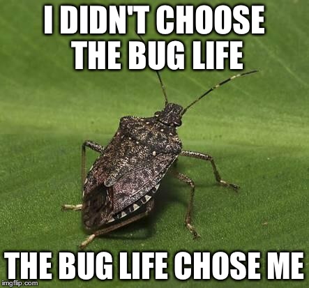 Stink bug | I DIDN'T CHOOSE THE BUG LIFE THE BUG LIFE CHOSE ME | image tagged in stink bug | made w/ Imgflip meme maker