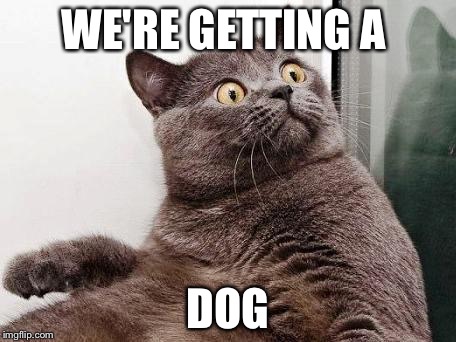 Surprised cat | WE'RE GETTING A DOG | image tagged in surprised cat | made w/ Imgflip meme maker