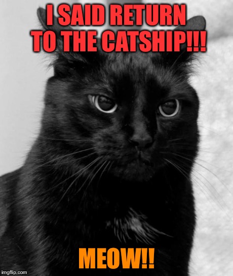 OK last "cat ship" repost... | I SAID RETURN TO THE CATSHIP!!! MEOW!! | image tagged in pissed cat | made w/ Imgflip meme maker