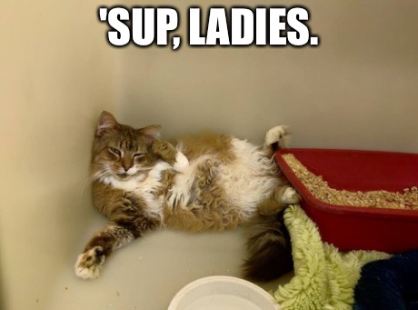 Suave Cat | 'SUP, LADIES. | image tagged in cats,whassup,hey ladies | made w/ Imgflip meme maker