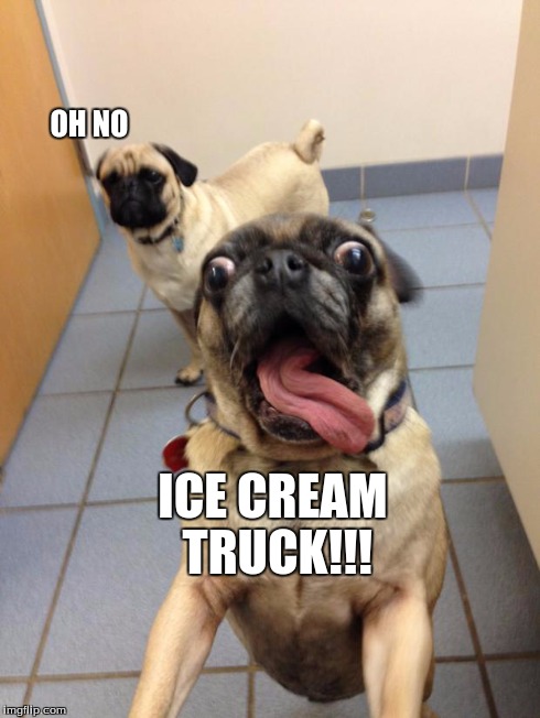 ICE CREAM Pug | OH NO ICE CREAM TRUCK!!! | image tagged in pug love | made w/ Imgflip meme maker