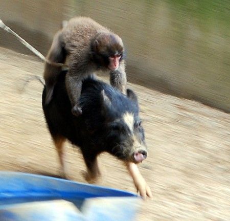Monkey riding a pig Blank Meme Template