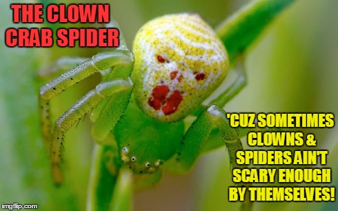 Clown Crab Spider | THE CLOWN CRAB SPIDER 'CUZ SOMETIMES CLOWNS & SPIDERS AIN'T SCARY ENOUGH BY THEMSELVES! | image tagged in clown spider,vince vance,scary spiders,scary insects | made w/ Imgflip meme maker