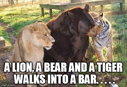 A LION, A BEAR AND A TIGER WALKS INTO A BAR. . . . . | image tagged in lionbeartiger | made w/ Imgflip meme maker