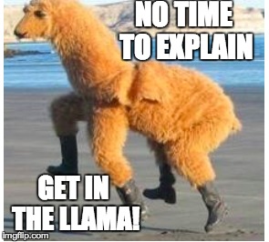 NO TIME TO EXPLAIN GET IN THE LLAMA! | image tagged in llama | made w/ Imgflip meme maker