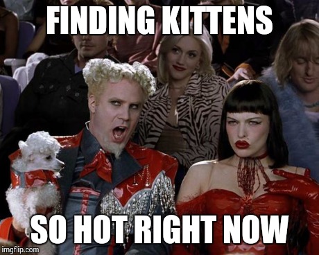 Mugatu So Hot Right Now | FINDING KITTENS SO HOT RIGHT NOW | image tagged in memes,mugatu so hot right now | made w/ Imgflip meme maker