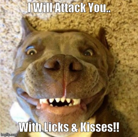 I Will Attack You.. With Licks & Kisses!! | image tagged in dog face | made w/ Imgflip meme maker