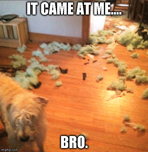 Come at me | IT CAME AT ME.... BRO. | image tagged in memes,dog | made w/ Imgflip meme maker