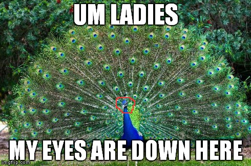 Peacock | UM LADIES MY EYES ARE DOWN HERE | image tagged in peacock | made w/ Imgflip meme maker
