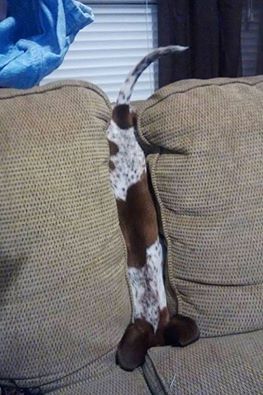 sofa Blank Meme Template