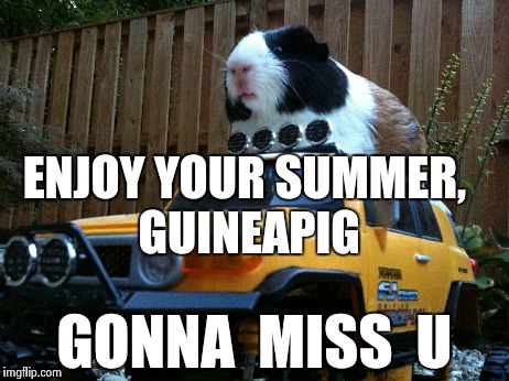 [Sniff] but not goodbye 4ever | ENJOY YOUR SUMMER, GUINEAPIG GONNA  MISS  U | image tagged in memes,guinea pig | made w/ Imgflip meme maker