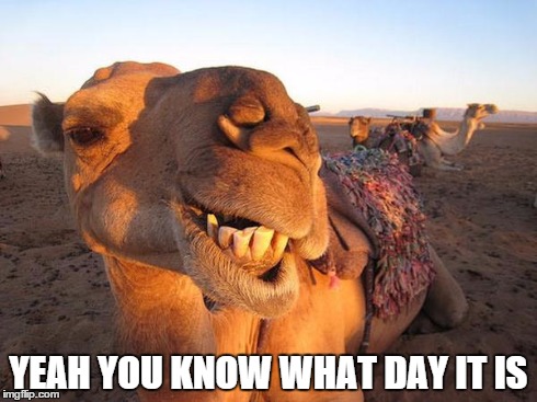 Wednesday again. | YEAH YOU KNOW WHAT DAY IT IS | image tagged in wednesday,camel | made w/ Imgflip meme maker
