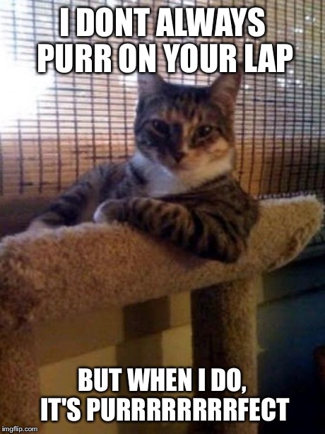 The Most Interesting Cat In The World Meme | I DONT ALWAYS PURR ON YOUR LAP BUT WHEN I DO, IT'S PURRRRRRRRFECT | image tagged in memes,the most interesting cat in the world | made w/ Imgflip meme maker