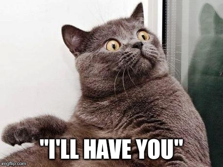 surprised cat | "I'LL HAVE YOU" | image tagged in surprised cat | made w/ Imgflip meme maker