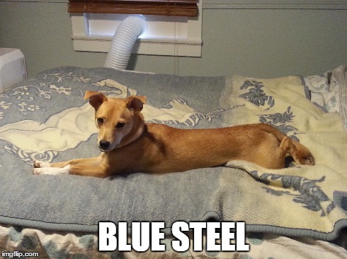 BLUE STEEL | image tagged in zoolander,dog,posing | made w/ Imgflip meme maker