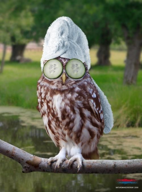 relax owl Blank Meme Template