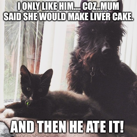 I ONLY LIKE HIM.... COZ..MUM SAID SHE WOULD MAKE LIVER CAKE. AND THEN HE ATE IT! | image tagged in the dogs bollocks | made w/ Imgflip meme maker