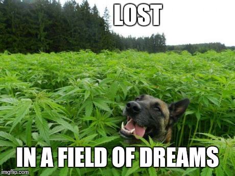 weed policedog | LOST IN A FIELD OF DREAMS | image tagged in weed policedog | made w/ Imgflip meme maker