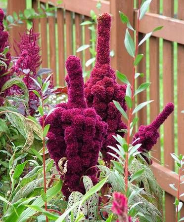 Elephant Head Amaranth Flower Blank Meme Template