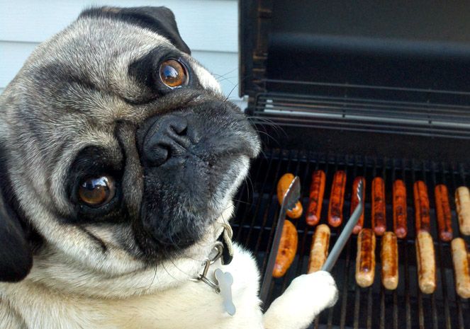 High Quality Pug BBQ Blank Meme Template