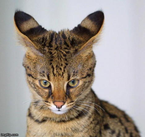 Savannah Cat - young | . | image tagged in savannah cat - young | made w/ Imgflip meme maker