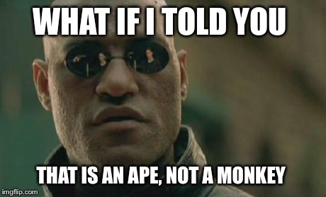 WHAT IF I TOLD YOU THAT IS AN APE, NOT A MONKEY | image tagged in memes,matrix morpheus | made w/ Imgflip meme maker