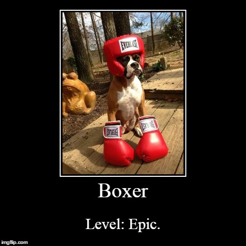 Epic Boxing | image tagged in funny,demotivationals,dogs,boxer | made w/ Imgflip demotivational maker