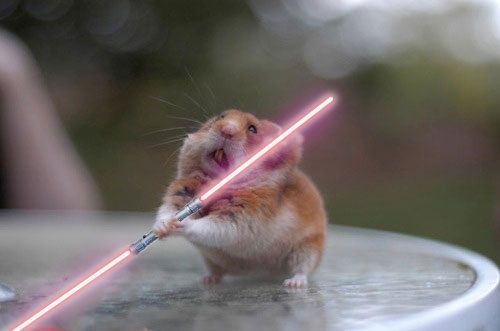 Star Wars hamster Blank Meme Template