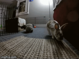 image tagged in gifs,Rabbits | made w/ Imgflip video-to-gif maker