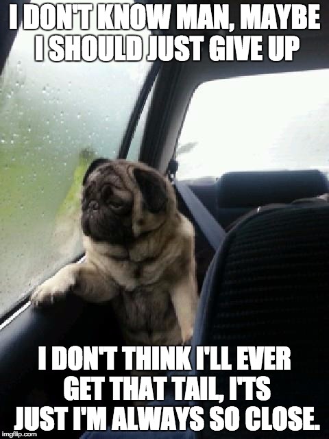 Introspective Pug | I DON'T KNOW MAN, MAYBE I SHOULD JUST GIVE UP I DON'T THINK I'LL EVER GET THAT TAIL, I'TS JUST I'M ALWAYS SO CLOSE. | image tagged in introspective pug | made w/ Imgflip meme maker