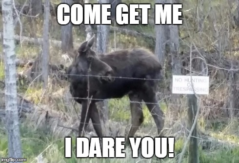 COME GET ME I DARE YOU! | made w/ Imgflip meme maker