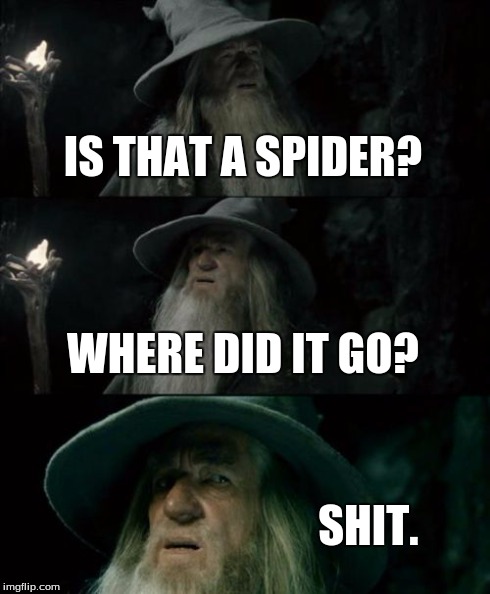 Confused Gandalf | IS THAT A SPIDER? WHERE DID IT GO? SHIT. | image tagged in memes,confused gandalf | made w/ Imgflip meme maker