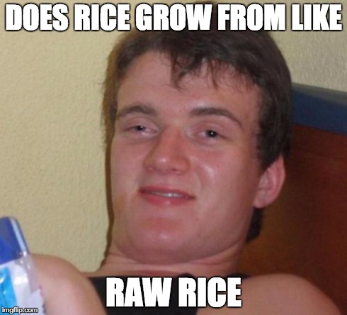 10 Guy | DOES RICE GROW FROM LIKE RAW RICE | image tagged in memes,10 guy | made w/ Imgflip meme maker