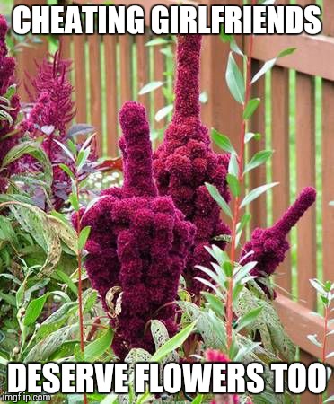 Elephant Head Amaranth Flower | CHEATING GIRLFRIENDS DESERVE FLOWERS TOO | image tagged in elephant head amaranth flower | made w/ Imgflip meme maker