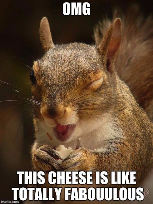 Sassy squirrel  | OMG THIS CHEESE IS LIKE TOTALLY FABOUULOUS | image tagged in sassy squirrel | made w/ Imgflip meme maker