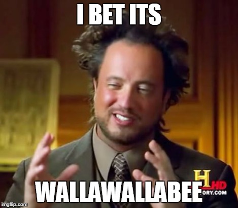 Ancient Aliens Meme | I BET ITS WALLAWALLABEE | image tagged in memes,ancient aliens | made w/ Imgflip meme maker