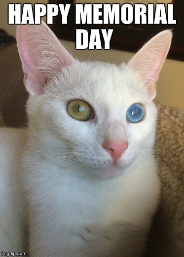 Jonathan | HAPPY MEMORIAL DAY | image tagged in holiday,cats | made w/ Imgflip meme maker
