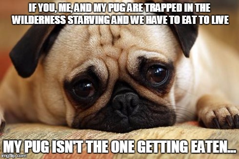 sad pug | IF YOU, ME, AND MY PUG ARE TRAPPED IN THE WILDERNESS STARVING AND WE HAVE TO EAT TO LIVE MY PUG ISN'T THE ONE GETTING EATEN... | image tagged in sad pug,dogs | made w/ Imgflip meme maker