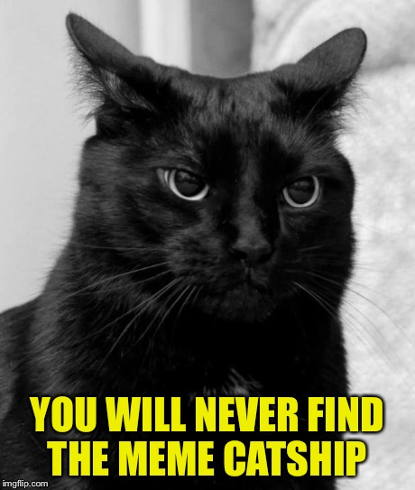pissed cat | YOU WILL NEVER FIND THE MEME CATSHIP | image tagged in pissed cat | made w/ Imgflip meme maker