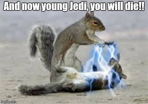 Squirrel Wars | And now young Jedi, you will die!! | image tagged in star wars | made w/ Imgflip meme maker